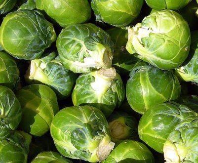 Брюссельська капуста: потрібно обривати листя в період дозрівання?