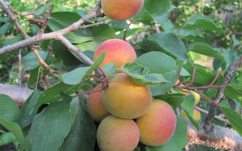 Абрикос сорти Амур Абрикос сорти Амур