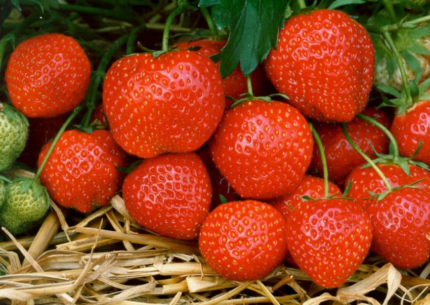 Полуниця Ельвіра Полуниця Ельвіра