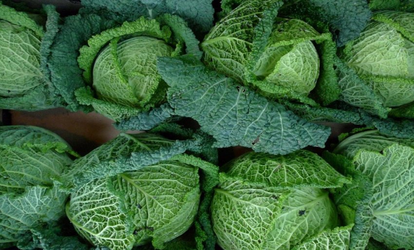 Савойська капуста Савойська капуста