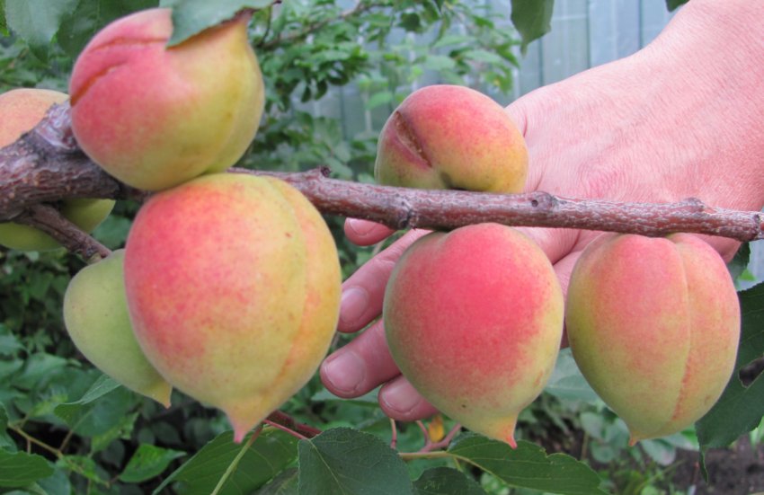 Абрикос сорти Академік Абрикос сорти Академік