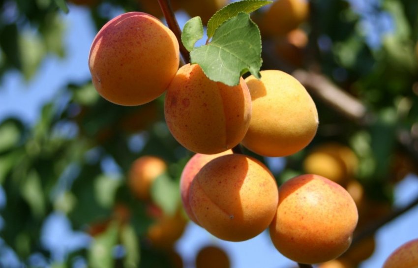 Абрикос сорти Хабаровський Абрикос сорти Хабаровський