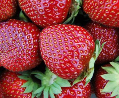 Особливості посадки і догляду за полуницею Дукат