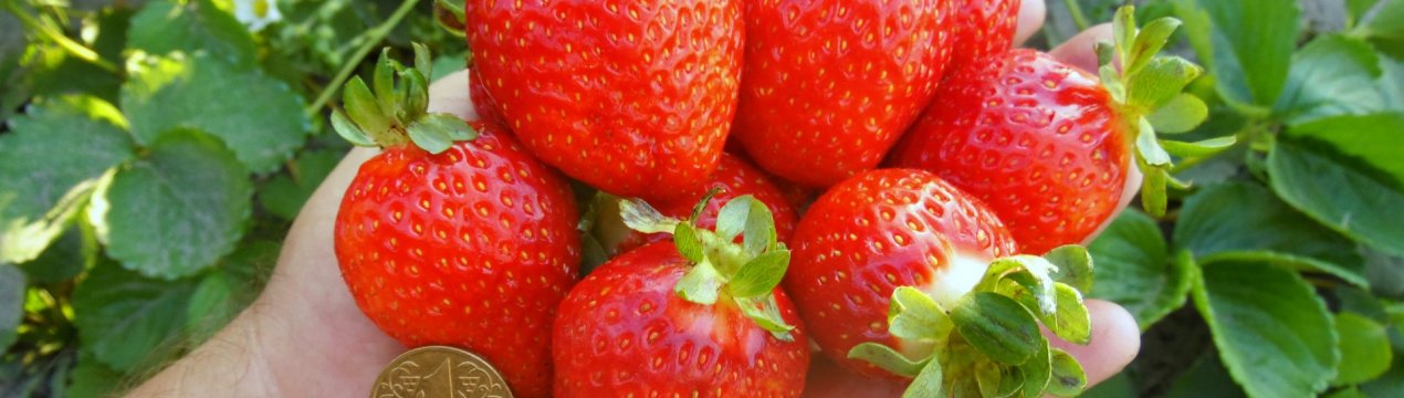 Особливості вирощування полуниці Сан Андреас
