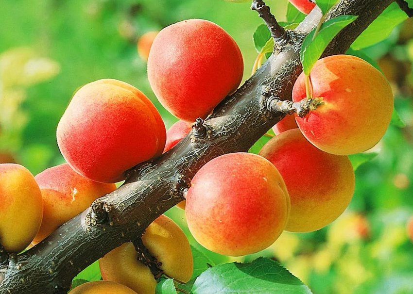 Абрикоса сорту Тріумф північний Абрикоса сорту Тріумф північний