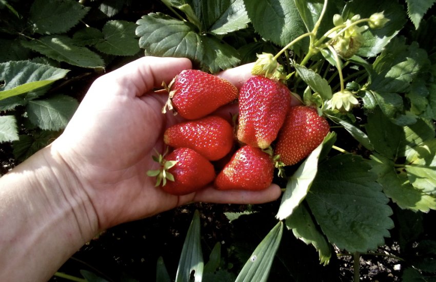 Полуниця Сан Андреас