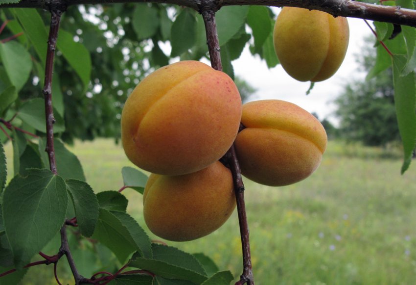 Абрикос сорти Сибіряк Байкалова Абрикос сорти Сибіряк Байкалова