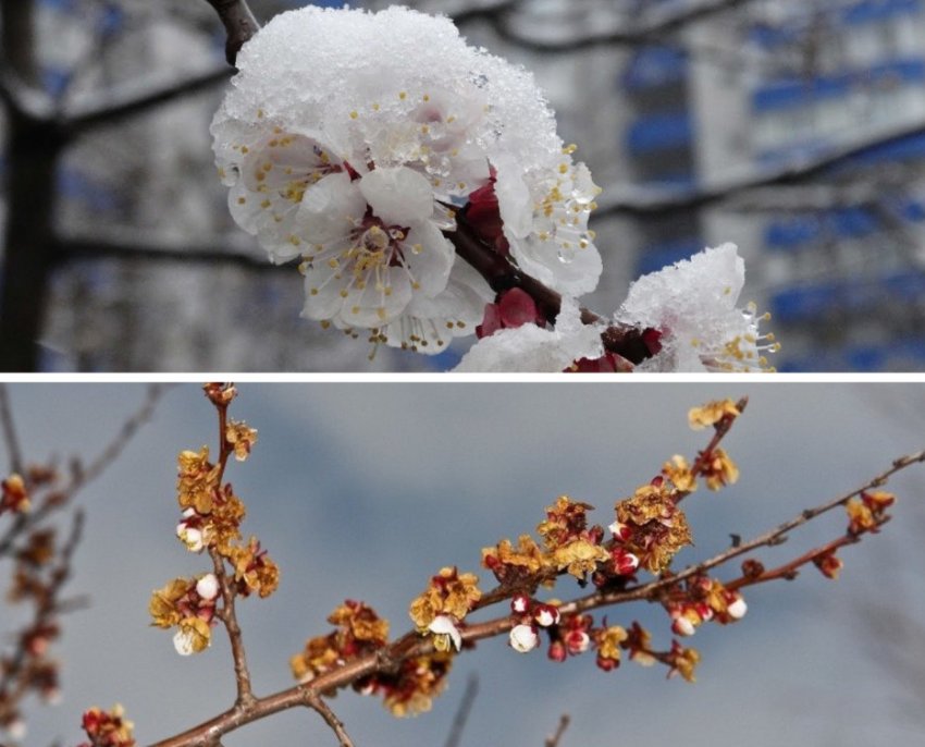 Наслідок заморожування для абрикоса Наслідок заморожування для абрикоса