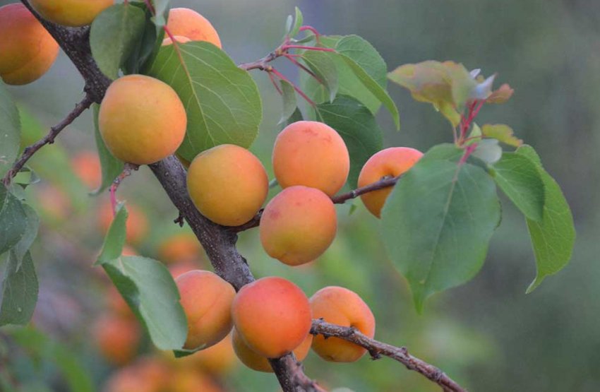 Абрикос сорти Пікантний Абрикос сорти Пікантний