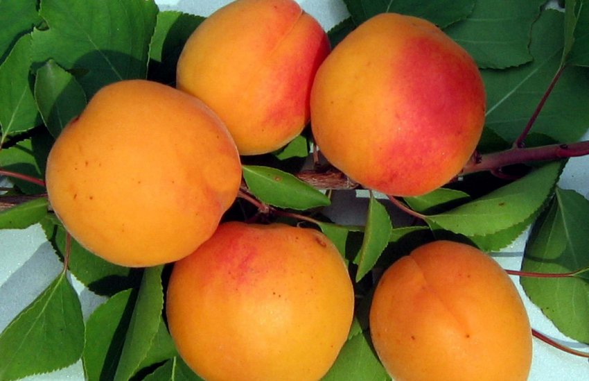 Абрикос сорти Снежинский Абрикос сорти Снежинский