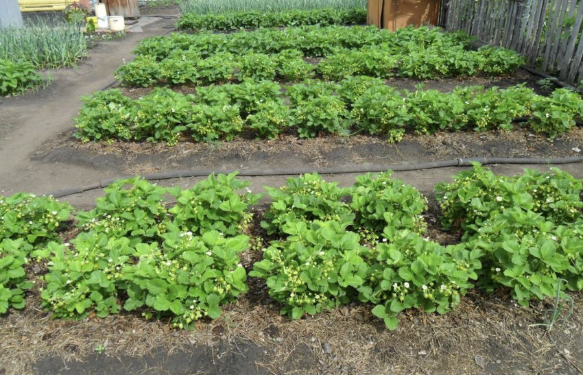 Де садити полуницю