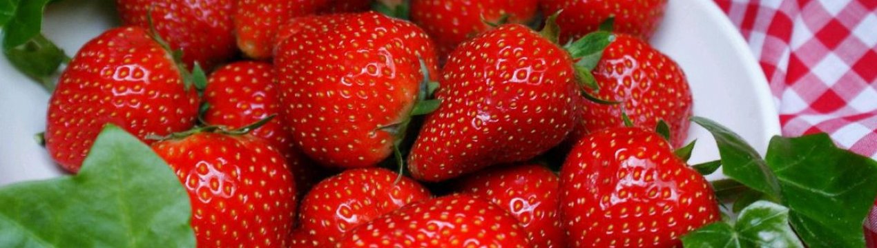 Сорт клубники садовой женева. . Сорт клубники садовой женева фото. Сорт клубники садовой женева-. картинка Сорт клубники садовой женева. картинка . Посадка высокоурожайного ремонтантного сорта клубники на садовом участке обеспечит семью сладким ароматным десертом с весны и до поздней осени. Отличный вариант – клубника Женева, выведенная селекционерами США в 80-х годах прошлого века.