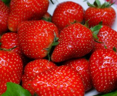 Особливості догляду та вирощування полуниці сорту Женева