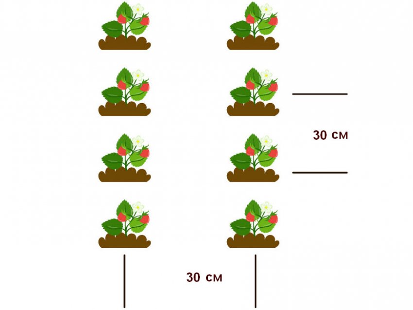 Схема посадки полуниці Схема посадки полуниці