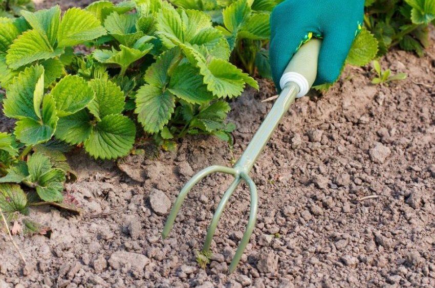 Розпушування грунту полуниці Розпушування грунту полуниці