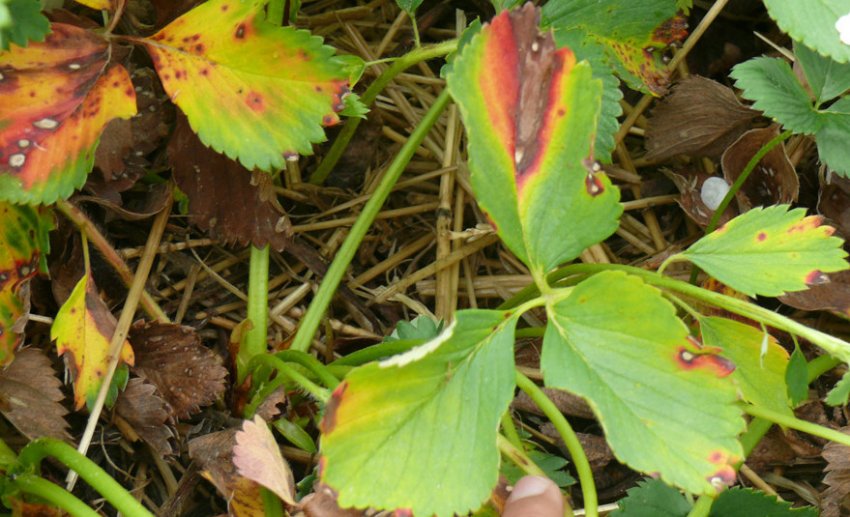 Фітофтороз листя полуниці Фітофтороз листя полуниці