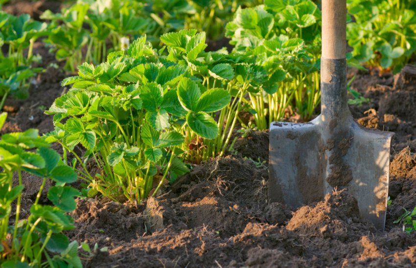 Місце під посадку полуниці
