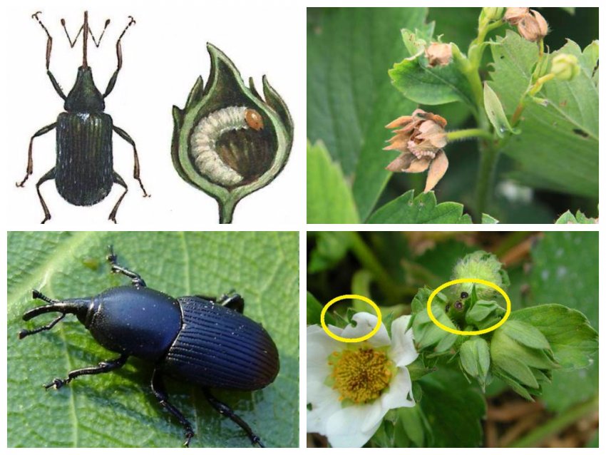 Довгоносик на полуниці