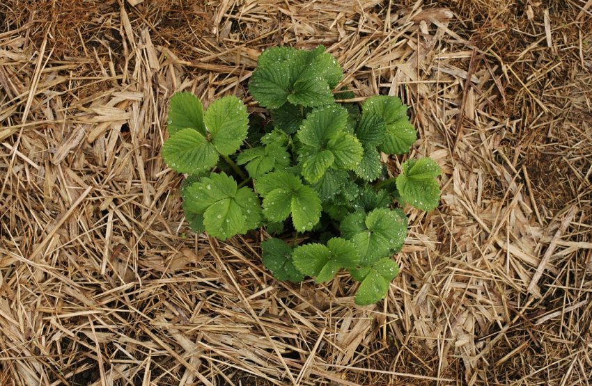 Мульчування полуниці