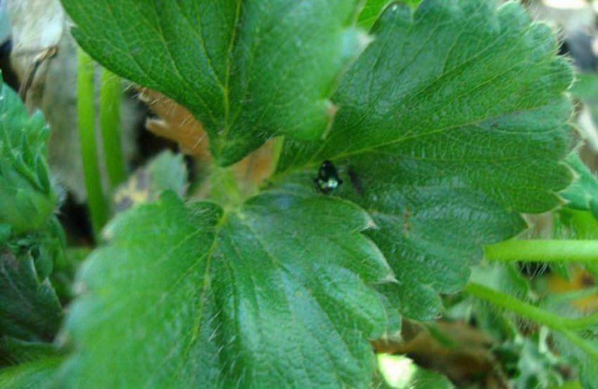 Блішки на полуниці