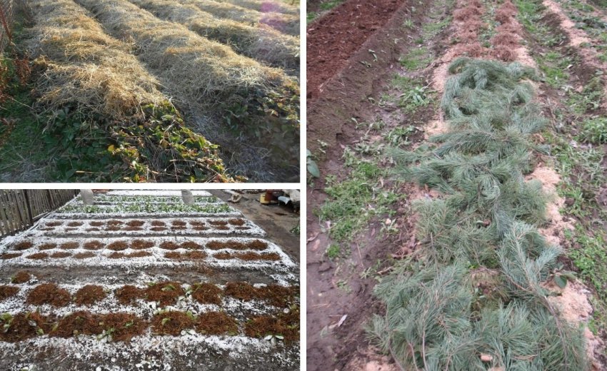 Способи укриття полуниць на зиму