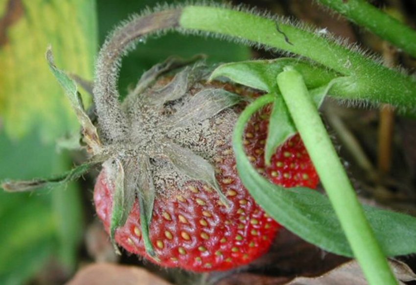 Сіра гниль суниці