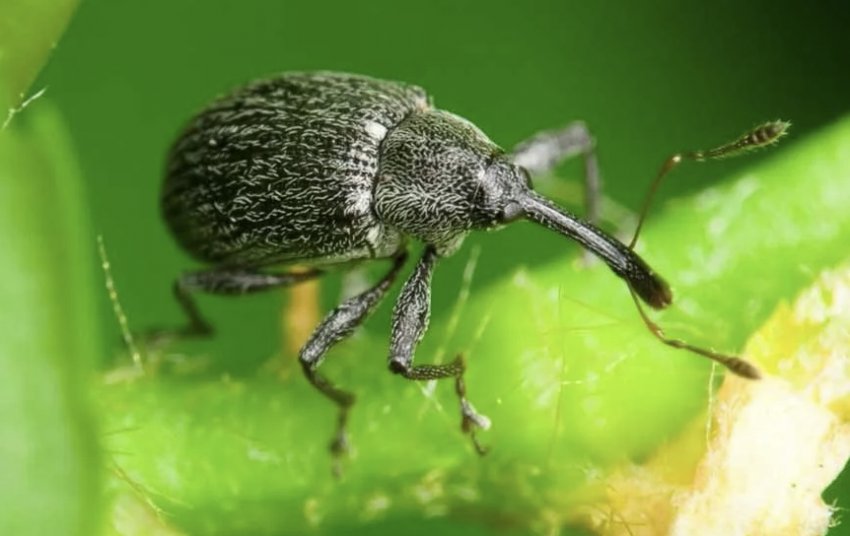 Жук-довгоносик