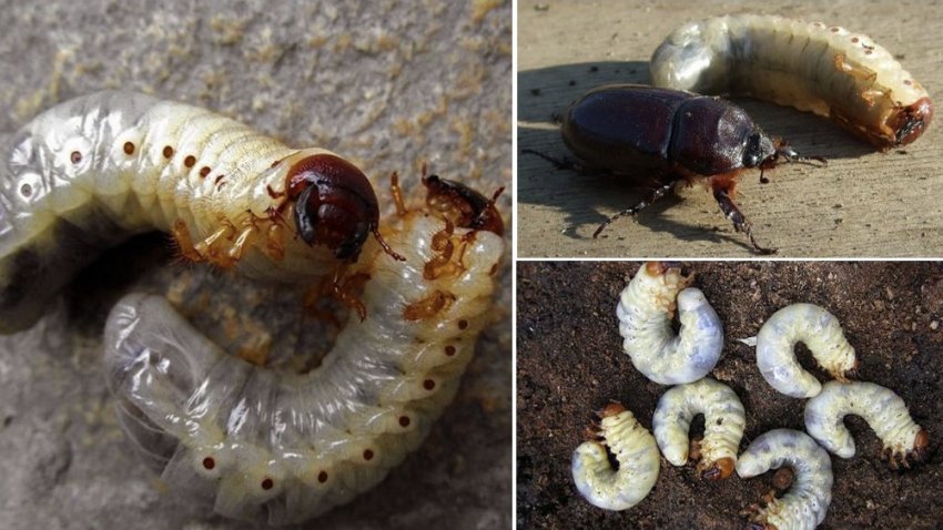 Личинки хруща