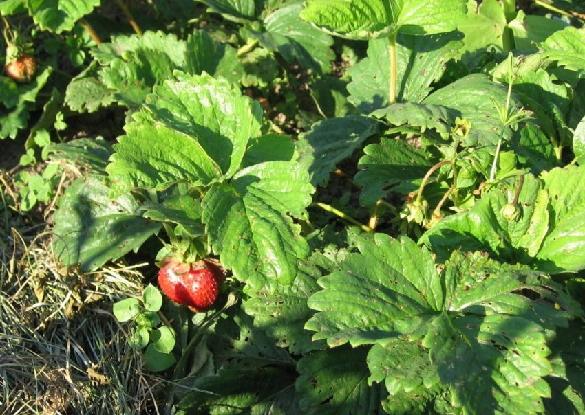 Полуниця уражена суничним клещем