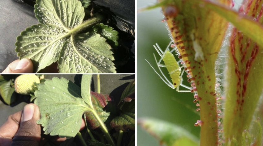 Попелиця на полуниці