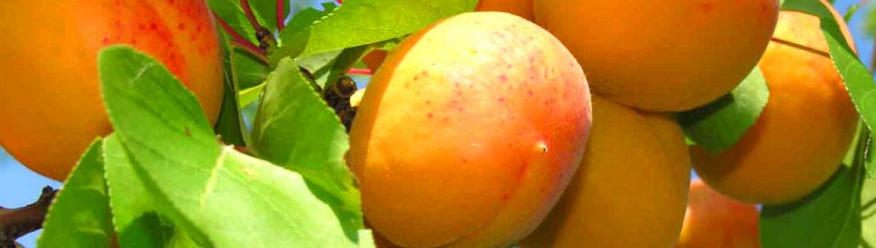 Особливості сорти абрикоса Кичигинский