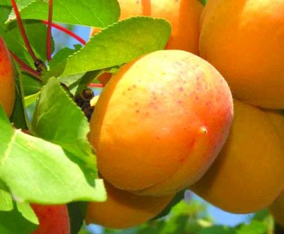 Особливості сорти абрикоса Кичигинский