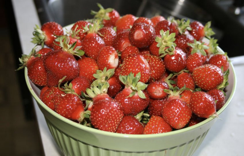 Врожай полуниці Сан Андреас