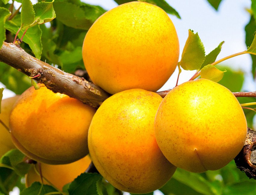 Абрикос Кичигинский