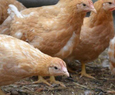 Міні-м'ясні кури: опис породи, особливості розведення та утримання