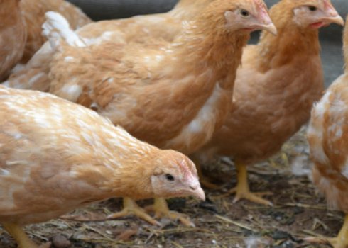 Міні-м'ясні кури: опис породи, особливості розведення та утримання