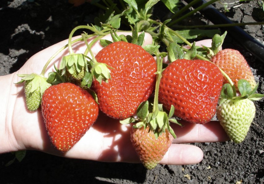 Ягоди полуниці Сан Андреас