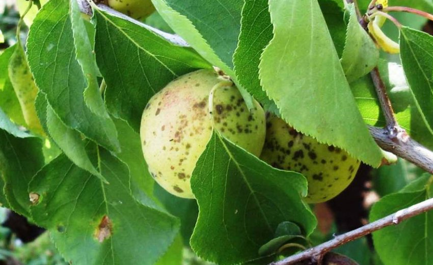 Парша абрикоса