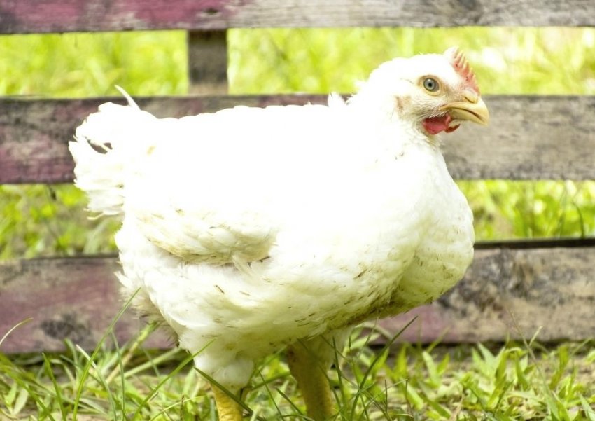 Порода курей Росс-308