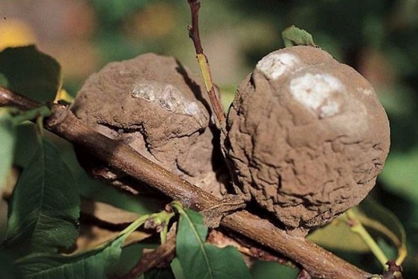 Плодова гниль абрикоса