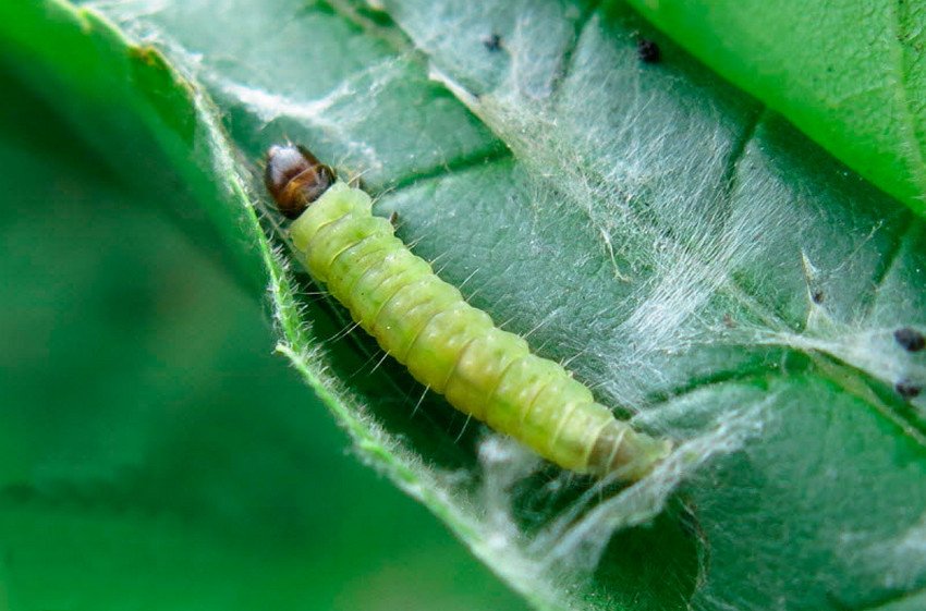 Листовійка на абрикосі