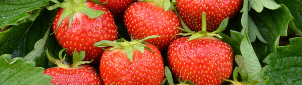 Эльсанта клубника как выращивать. . Эльсанта клубника как выращивать фото. Эльсанта клубника как выращивать-. картинка Эльсанта клубника как выращивать. картинка . Земляника Эльсанта является эталонным сортом, с которым сравнивают остальные виды.