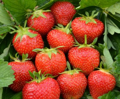 Особливості посадки і догляду за полуницею сорти Ельсанта