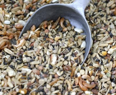 Комбікорм для качок: як приготувати в домашніх умовах, основні правила годування