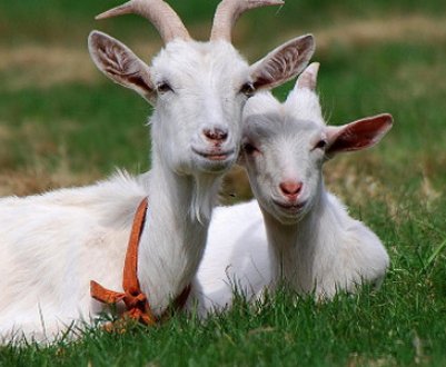 Як запустити козу перед пологами