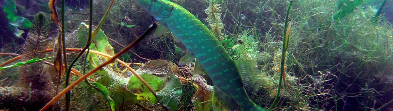 У квітні водойми Херсонської області поповнилися молодняком щуки