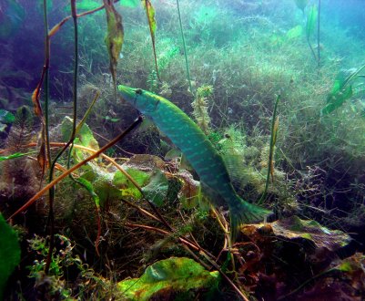 У квітні водойми Херсонської області поповнилися молодняком щуки