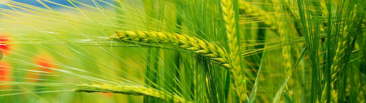 80 мільйонів тонн зерна можуть зібрати українські аграрії в 2019 році