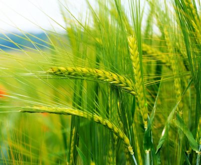 80 мільйонів тонн зерна можуть зібрати українські аграрії в 2019 році