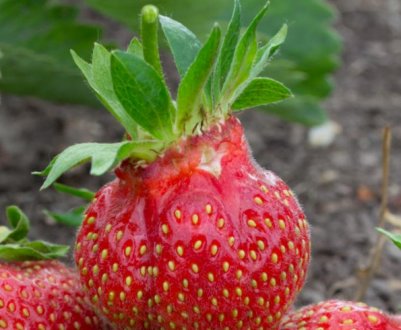 Полуниця Цариця: опис та характеристика сорту